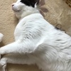 猫ふんじゃった