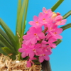 Ascocentrum ampullaceum