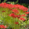 紅華蝶舞【英勝寺】 入口の花だよりも、一気に見頃へ 