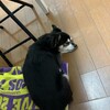 まろにー3734日目