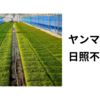 ヤンマー密苗　日照不足経過観察