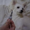 犬は悪くない