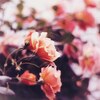 【オールドレンズ】高円寺スナップ【PENTAX Q7, REXER 38mm】