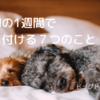 子犬の育て方｜お家に来て1週間で気を付ける７つのこと