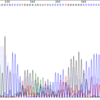  CRISPRでknockoutを作ったときにgenotypingをsanger sequenceすることで行う