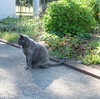 猫がいる庭