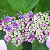 今朝の紫陽花