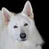 今日は、キンナンバー130白い犬白い鏡音13の1日です。
