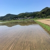 こしひかり直播発芽の実験田んぼ