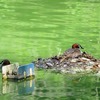 武蔵関公園（東京都練馬区）