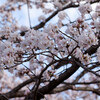 見附公園の桜