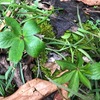 霧雨の一日　針葉樹