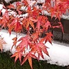 紅葉に初雪が…