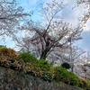 ●春の熱海城-桜祭り、桜は満開まあまあの人手あり　　　　　　　●泊まりは伊東園ホテル熱海館 （駅近く）