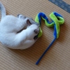 百円ショップの猫用おもちゃ