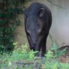 ベアードバク Tapirus bairdii