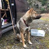 ルウさん、初の午前様をしてしまう。