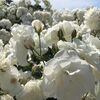 2017年春の薔薇まつり～　響灘緑地　グリーンパーク