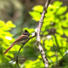 今年も逢って来ました……営巣中の＂サンコウチョウ＂を遠くから　　野鳥撮影《第357回》