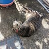 姫路城の入城料値上げか