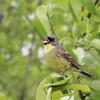 楽しい川辺（5月17・18日）