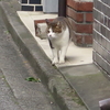 １０月２３日　西日暮里から駒込までの猫さま歩き　とその情景