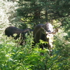 Moose at Cascade Canyon
