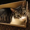 猫をもとめて８
