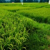  Paddy field