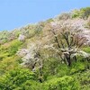 思いがけない出会いと春山ドライブ