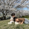 桜の名所・旭公園でお花見してきたよ