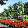 須坂市内で見かけた秋の花①