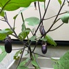 【はじめての家庭菜園】もうすぐ収穫かな