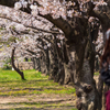 大阪城公園の桜