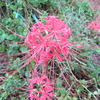 「曼殊沙華」名句10句