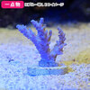 (海水魚 サンゴ)一点物 インドネシア産 ウスエダ系ミドリイシ プラグ付き(1個) CM-11012