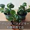 アヌビアス・コインリーフの特徴と飼育ポイント