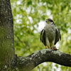 今日は撮らせてくれたぞ、赤い目のオオタカ成鳥雄。