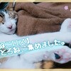 【とろねこロス】今日のとろねこ集めました。