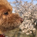 とろろと雑記