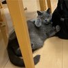 頭突き練習とコンビニメニュー　コテツ猫食堂7(コテツ　猫　11カ月)