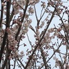 うちの桜