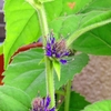 スズカケソウの開花のこととか、秋の花のつぼみのことなど