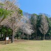  洞峰公園の桜～つくば市とその周辺の風景写真案内（１２５７） 