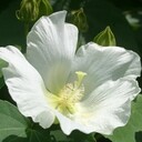 夏ふようのメモ