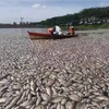 ジャカルタ豪雨で魚が大量死