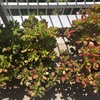 外出自粛の日々17日目〜春土用の間日に植え替えしたり、雹に驚いたり、Zoomミーティングしたり