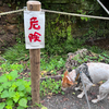 朝のお寺散歩に復帰できました。