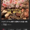 ドロサンテマム氷晶・エボニー発芽試験