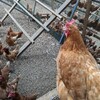 食鳥処理場で、鳥を捌いた